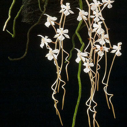 Aerangis kotschyana