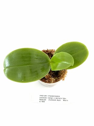 Phalaenopsis micholitzii