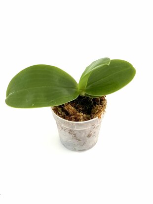 Phalaenopsis micholitzii