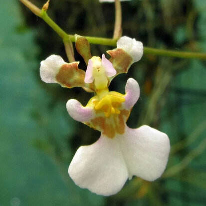 Oncidium hawkesianum