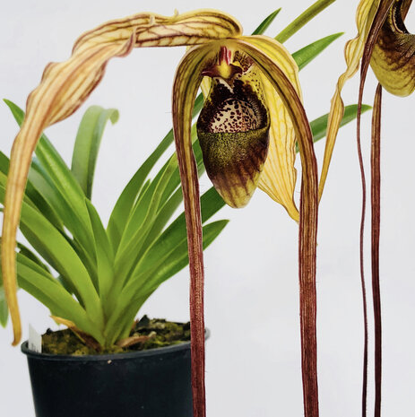 Phragmipedium popowii