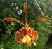 Psychopsis Papilio op kurk_